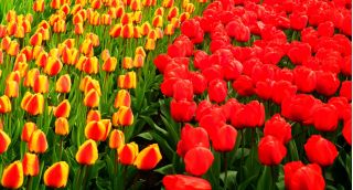 Conjunto de tulipas - vermelho e abricó com borda amarela - 50 peças - 