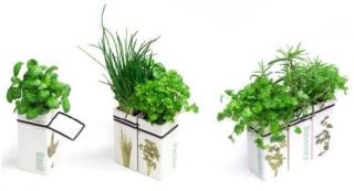 Coriandolo in un vaso di ceramica - Il giardino delle erbe nella tua cucina - 