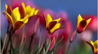 郁金香Chrysantha  - 郁金香Chrysantha  -  5个电洋葱 - Tulipa Chrysantha