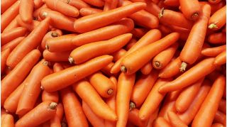 Wortel "Flakkese 2" - varietas akhir - BIJI COATED - 400 biji - Daucus carota