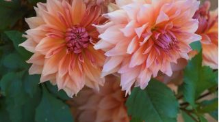 Dahlia Autumn Fairy