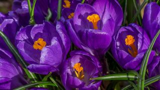 Crocus Flower Record - 10 bulbs
