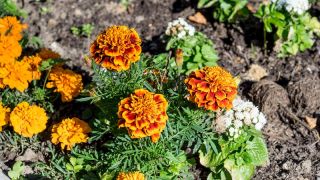 ดาวเรืองฝรั่งเศส "รวงผึ้ง" - 158 เมล็ด - Tagetes patula L.