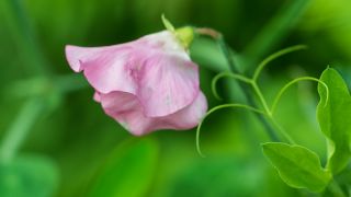 Слатки грашак "Цоунтесс Цадоган" - 22 семена - Lathyrus odoratus