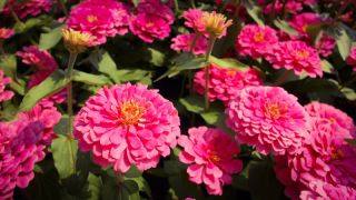 矮人花园百日草“Liliputek” - 粉红色 -  90粒种子 - Zinnia elegans - 種子