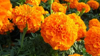 Fløjlsblomst - Opret - Mona - appelsin - Tagetes erecta  - frø