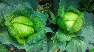 Bílé hlávkové zelí „Late Charade“ - doporučeno pro skladování, moření a přímou spotřebu -  Brassica oleracea var.capitata - Szarada Późna - semenaLate Charade