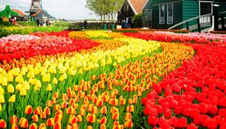 Conjunto de tulipas - vermelho, amarelo e abricó com borda amarela - 45 peças - 