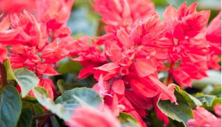 Sage merah "Markiza"; bijak tropis - Salvia splendens - biji