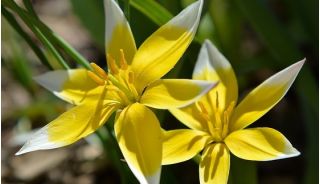 郁金香植物混合 - 郁金香植物混合 -  5个洋葱 - Tulipa botanical 