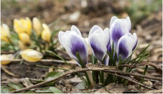 Crocus Prins Claus - 10 bulbs