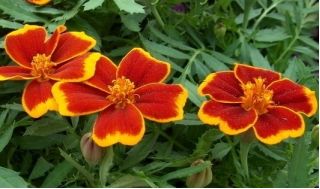 Tagetes patula - Afrikaan - Red Marietta - 350 zaden - Tagetes patula L.