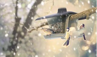 Стіл для птахів / піднос для годування Birdyfeed Double - для підвішування на лінії або гілки - антрацито-сірий - 