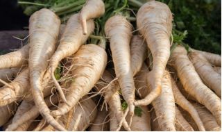 Parsley "Eagle - Halblange" - 850 seeds