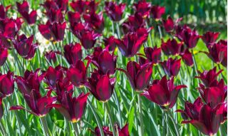 Tulipan Lasting Love - pakke med 5 stk - Tulipa Lasting Love