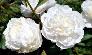 Pfingstrose, Päonie, Paeonia - 'Snow Supreme' - Setzling