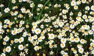 Snow Carpet zaden - Anthemis carpatica - 220 zaden