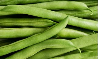 Buschbohne ‘Gracja’ Samen - Phaseolus vulgaris L. - 300 Samen -  