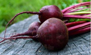 Punajuurikas - Moulin Rouge - Beta vulgaris - siemenet