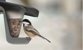 Стіл для птахів / піднос для годування Birdyfeed Double - для підвішування на лінії або гілки - антрацито-сірий - 
