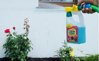 Adio pete negre pe frunze de trandafir - adăpătoare gata de utilizare - Zielony Dom® - 950 ml - 