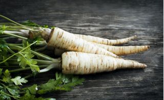 Gyökérpetrezselyem - Lenka - Aromás gyökerek, tökéletes tárolásra! - Friss vetőmagok