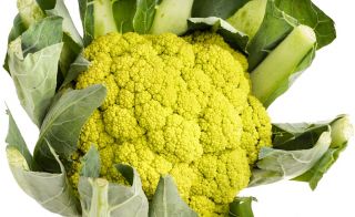 กะหล่ำดอก "เทรวี F1" ที่มีหัวสีเขียว - Brassica oleracea L. var.botrytis L. - เมล็ด
