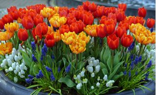 Selezione di tulipani rossi e arancioni + giacinto di uva bianca e blu - 60 pz - 
