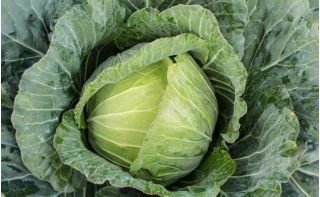 Varză albă "Primă recoltă" - semințe tratate - Brassica oleracea convar. capitata var. alba