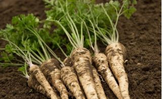 Parsley "Eagle - Halblange" - TREATED SEEDS