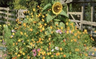 Rainbow hedge mix: 40 especies de plantas anuales que crecen hasta 180 cm de altura. -  - semillas