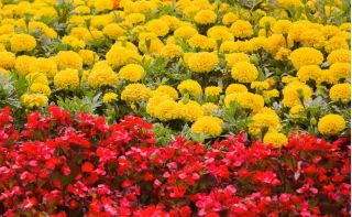Kontinuerlig blomstrende rød begonia + storblomstret gul fransk guldfisk - frø af 2 blomstrende planters arter - 
