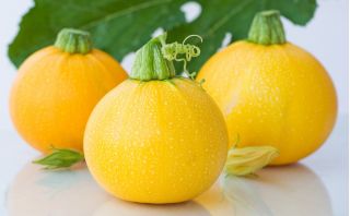 Zucchini "One Ball F1" - 8 hạt - Cucurbita pepo 