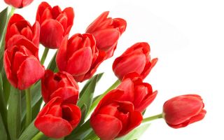Tulipa Red - Tulip Red - 5 bulbs