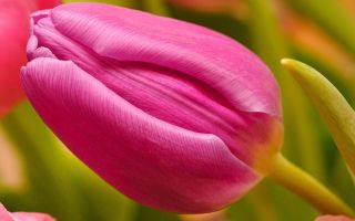 郁金香玫瑰 - 郁金香玫瑰 -  5个洋葱 - Tulipa Rose