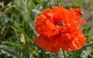 Hoa anh túc phương Đông - đỏ, hoa kép -  Papaver orientale - hạt