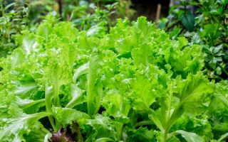 Lettuce 'Bionda a Foglia Riccia' - quickly growing variety for cut leaves