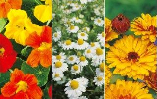 Herbs for Hair Care seeds – 3 in 1