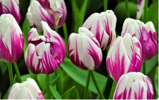 Tulipa Flaming Club - paquete de 5 piezas