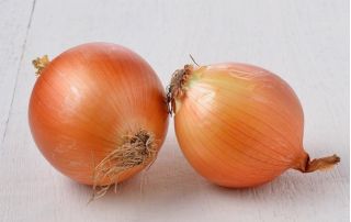 Onion "Eureka" - late variety for long-term storage - 1250 seeds