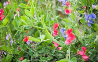 Happy Garden - "Edelwicke, die mit mir klettert" - Samen, die Kinder anbauen können! - 24 Samen - 