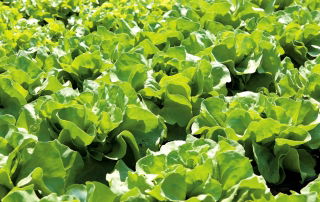 Selada Butterhead 'Marysieńka' - untuk budidaya di terowongan dan di ladang - Lactuca sativa - Marysieńka - biji