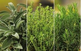 Herbal untuk benih Perawatan Kulit - 3 in 1 -  - biji
