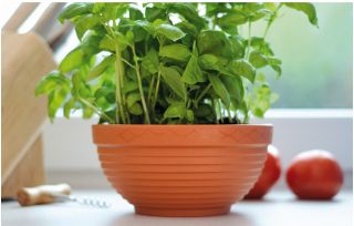 Kerek virágcserép, tál - Misa - 26 cm - Terrakotta - 