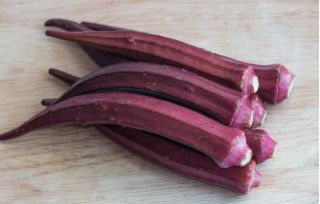 Okra 'Burgundy'; Gemüse-Eibisch