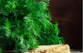 Endro - Amat - Anethum graveolens L. - sementes