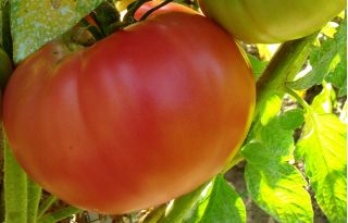 Σπόροι Τομάτας Raspberry Giant - Lycopersicon lycopersicum  - Lycopersicon esculentum Mill.