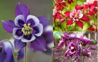 Columbine - Biedermeier - Mixed - Aquilegia ×hybrida - Compact Elegance, Stunning Bell Shape - Fresh Seeds