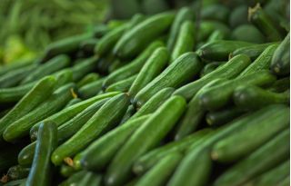 Pepino - Gracius Gładki F1 - 175 semillas - Cucumis sativus