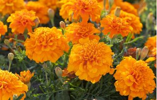 ดอกดาวเรืองฝรั่งเศส "Mikrus" - ความหลากหลายที่เติบโตต่ำบุปผาสีส้ม - Tagetes patula nana - เมล็ด